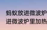 蚂蚁放进微波炉里加热会死吗 蚂蚁放进微波炉里加热会不会死