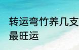 转运弯竹养几支最旺运 转运竹养几支最旺运