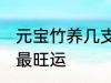 元宝竹养几支最旺运 元宝竹养多少支最旺运