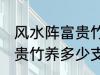 风水阵富贵竹养几支最旺运 风水阵富贵竹养多少支最旺运