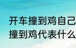 开车撞到鸡自己也摔有什么兆头 开车撞到鸡代表什么意思