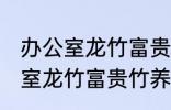 办公室龙竹富贵竹养几支最旺运 办公室龙竹富贵竹养多少支最旺运