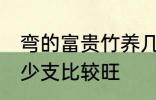 弯的富贵竹养几支最旺运 富贵竹养多少支比较旺