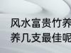 风水富贵竹养几支最旺运 风水富贵竹养几支最佳呢