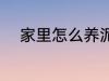 家里怎么养泥鳅 家里如何养泥鳅