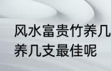 风水富贵竹养几支最旺运 风水富贵竹养几支最佳呢