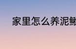 家里怎么养泥鳅 家里如何养泥鳅