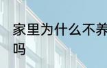 家里为什么不养扶桑 家里可以养扶桑吗