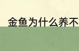 金鱼为什么养不活 金鱼为何养不活