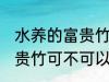 水养的富贵竹可以改土养吗 水养的富贵竹可不可以改土养